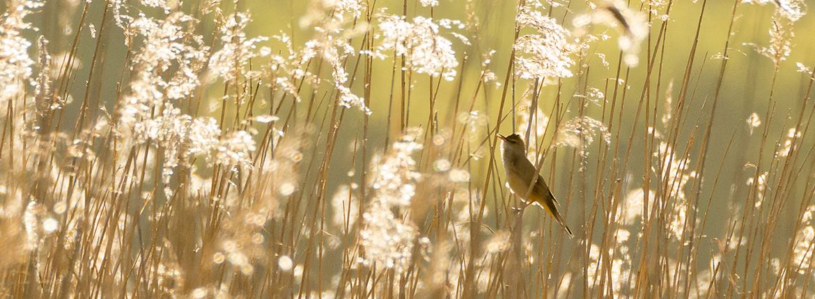 Grote karekiet / Shutterstock