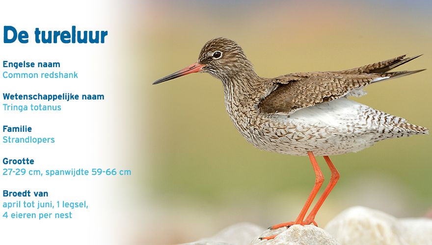 Tureluur paspoort vogelcursus