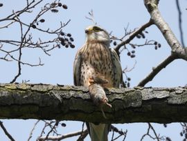 Torenvalk slaat prooi