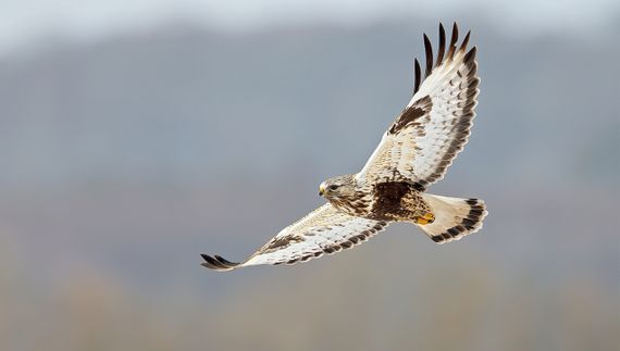 Ruigpootbuizerd / Shutterstock