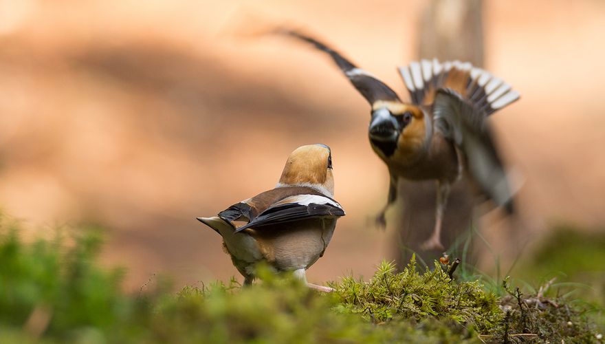 Appelvink / Hans Peeters