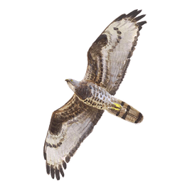 Wespendief / Elwin van der Kolk