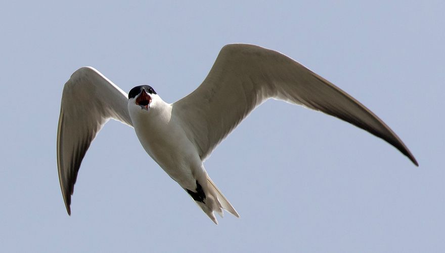 Lachstern op Marker Wadden / Maarten Hotting