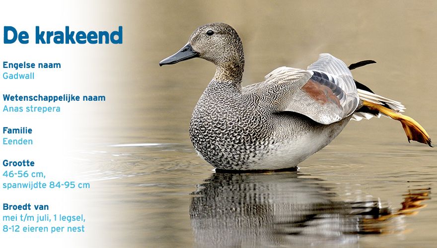 Krakeend paspoort vogelcursus