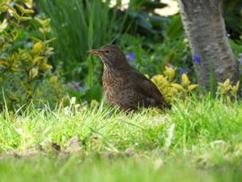 merelvrouw in eigen tuin