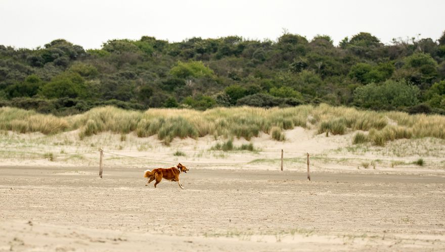 Loslopende hond op strand / Hans Peeters