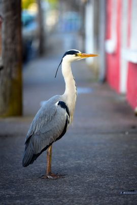 Blauwe reiger / Shutterstock