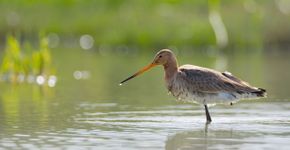 Grutto / Hans Peeters