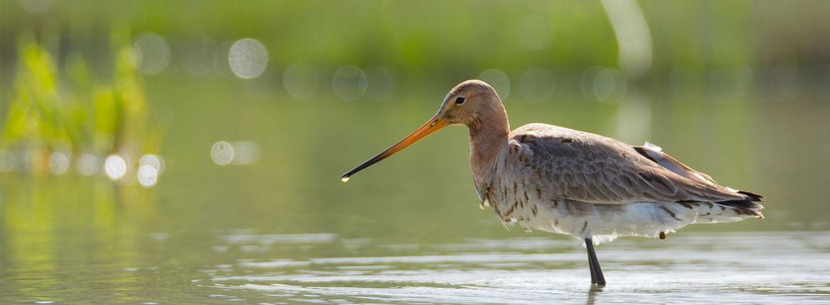 Grutto / Hans Peeters