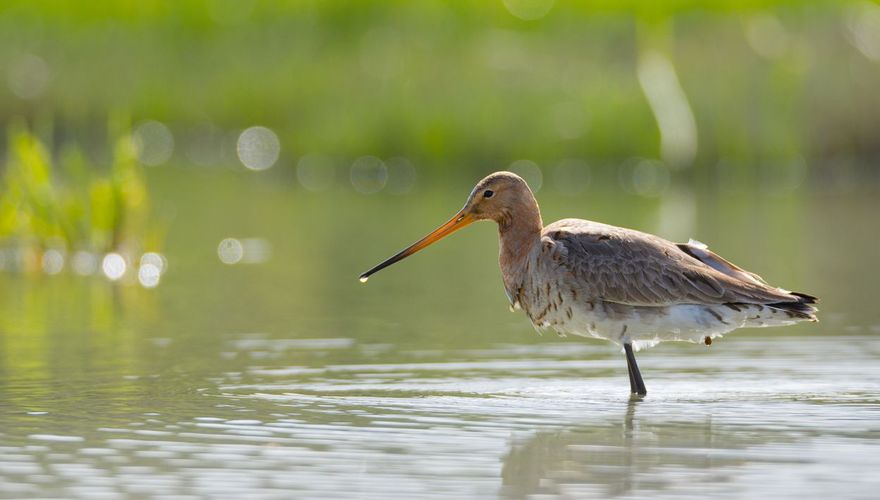 Grutto / Hans Peeters