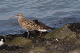 Vogel van het jaar 2019