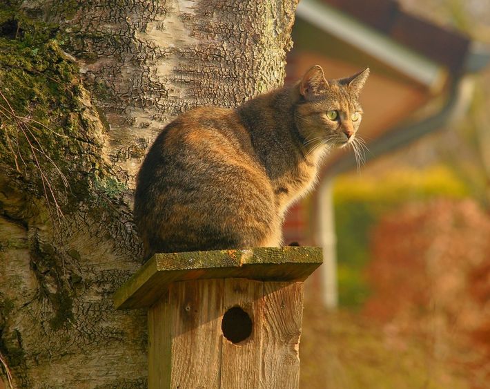 Kat nestkast / Pixabay