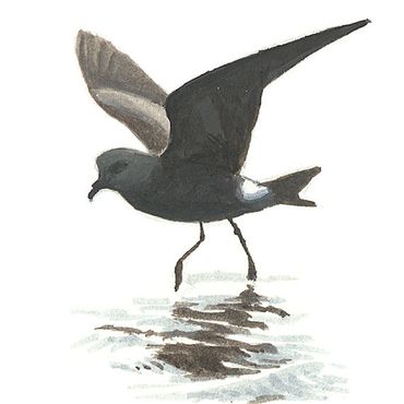 Vaal stormvogeltje / Elwin van der Kolk