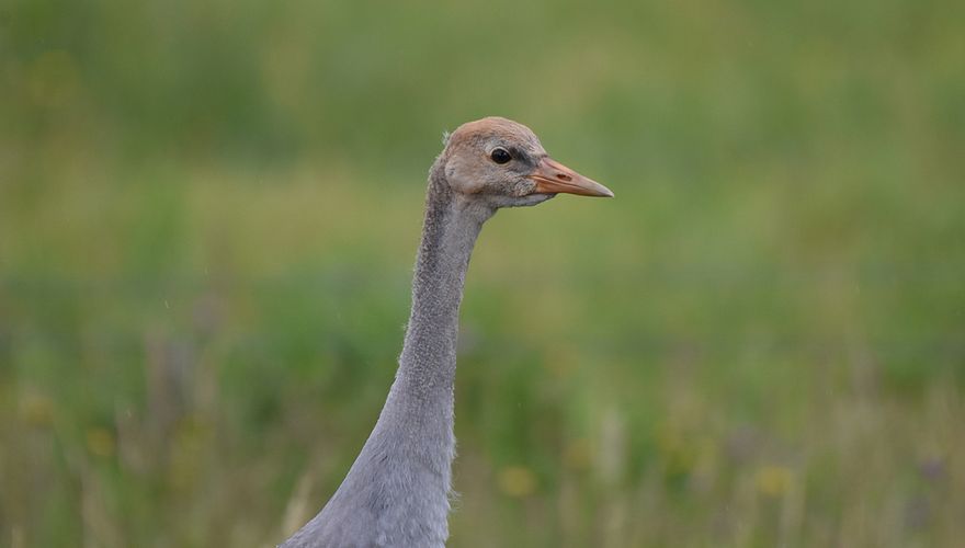 Kraanvogeljong / Herman Feenstra