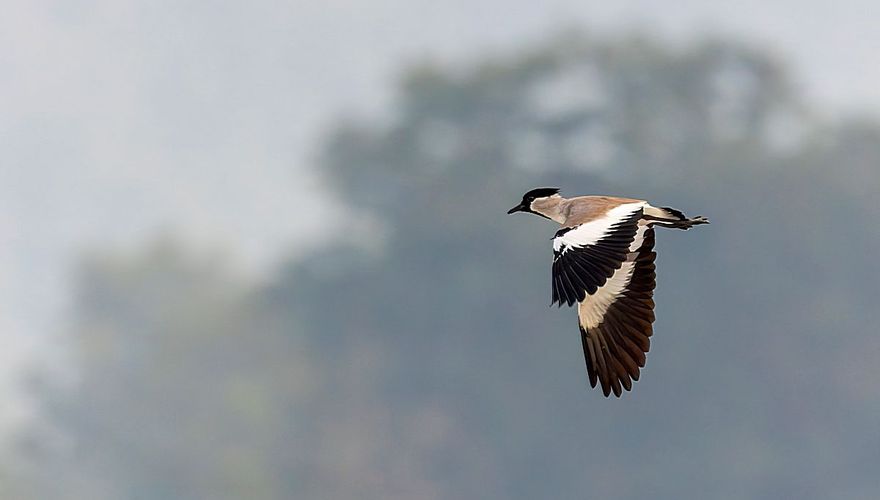 Indische sporenkievit - Foto: Marc Guyt