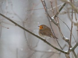 Roodborstje in de sneeuw