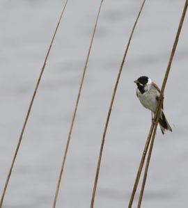 vogel in het riet