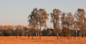 Strabrechtse Heide / Agami