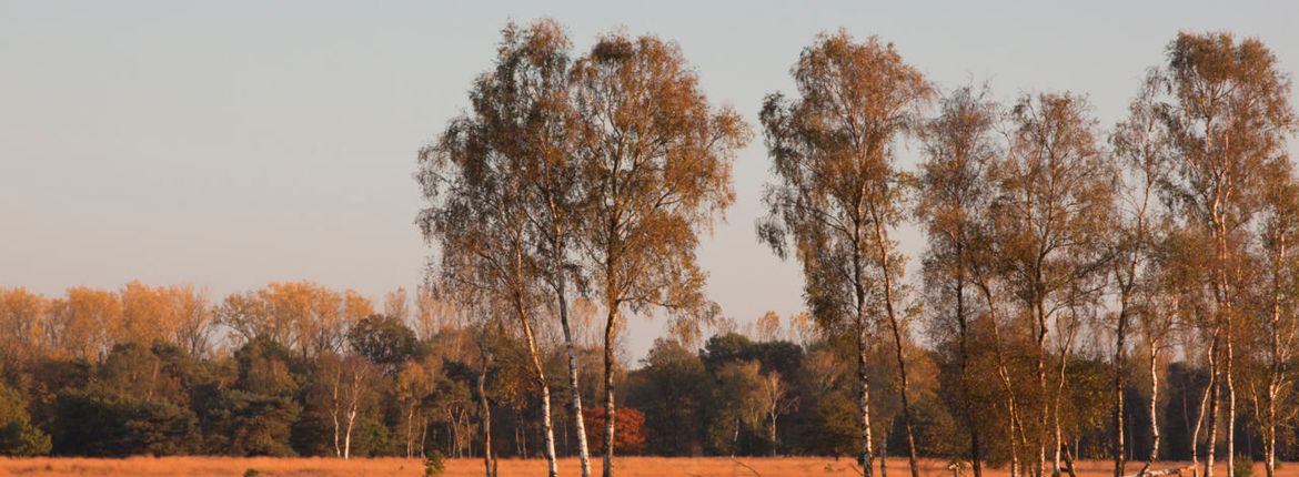 Strabrechtse Heide / Agami