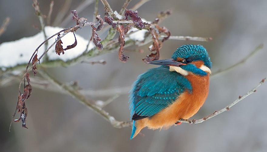 IJsvogel / Birdphoto