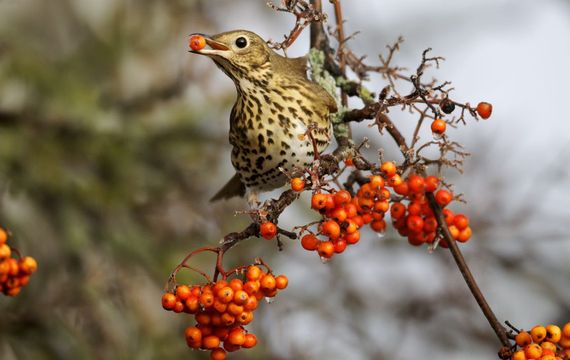 zanglijster/ shutterstock