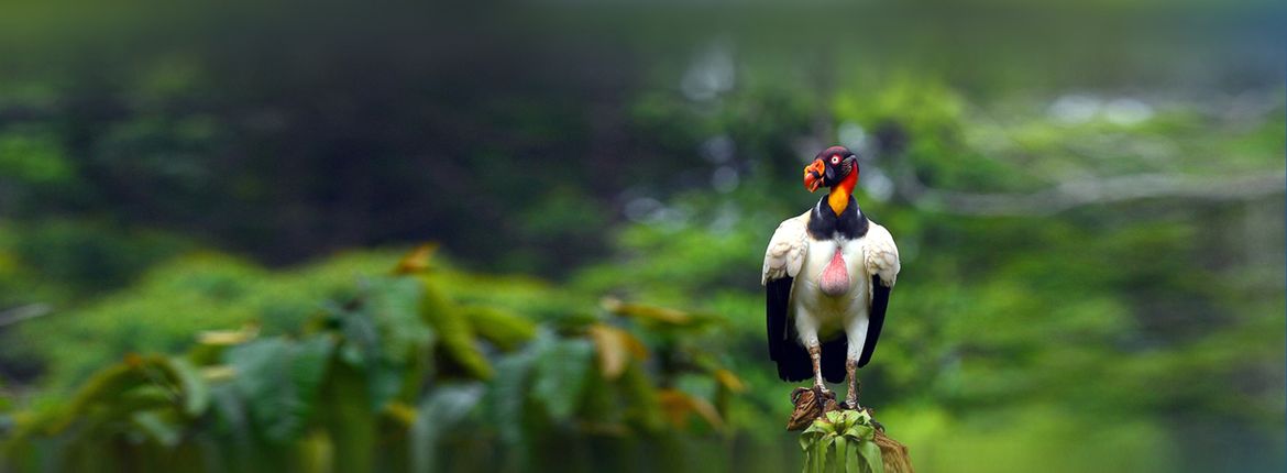 Koningsgier / Shutterstock