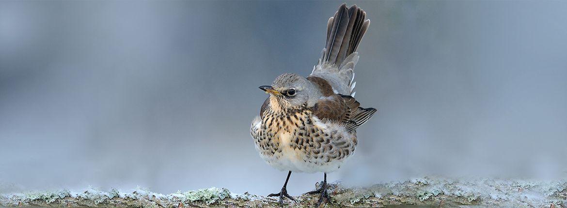 Kramsvogel / Jelle de Jong