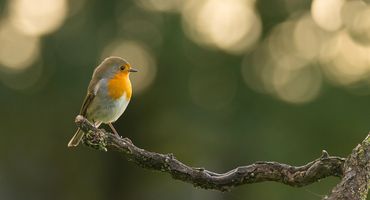 Roodborst / Hans Peeters