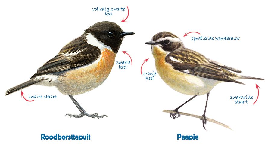 Infographic roodborsttapuit - paapje
