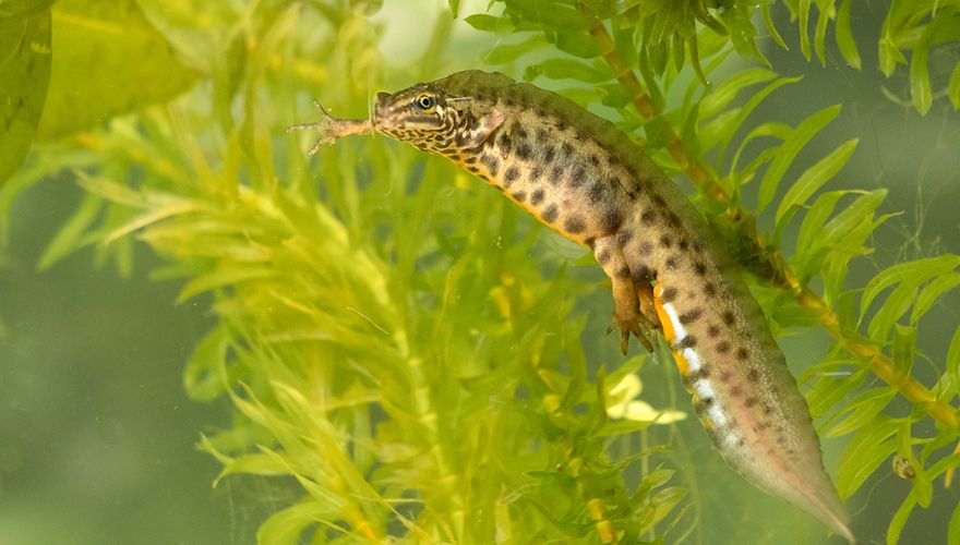 Kleine watersalamander / Hans Peeters