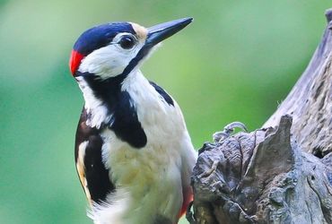 Lente op de Strabrechtse heide