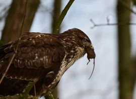 De vangst van een buizerd