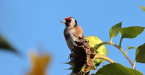 Putter zonnebloem / Jolanda van de Logt - Fotogalerij