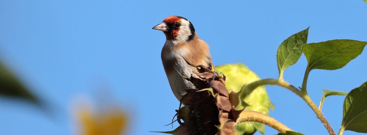 Putter zonnebloem / Jolanda van de Logt - Fotogalerij