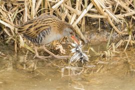 Watterral opzoek naar voedsel
