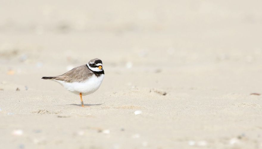 Bontbekplevier / Thomas van der Es