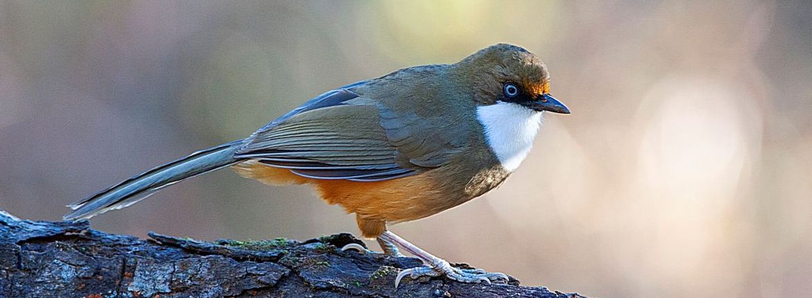 White-throated laughing thrush / Witkeellijstergaai - Foto: Marc Guyt