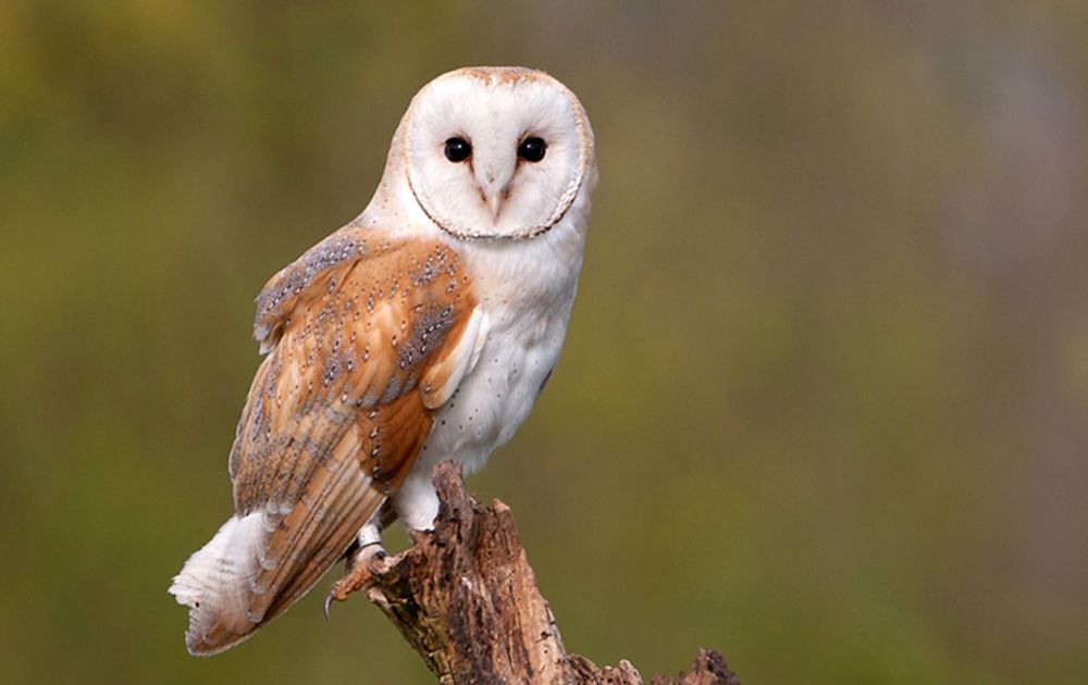 Doordeweekse dagen Missie Nieuwe aankomst Een topprestatie voor de kerkuil! | Vogelbescherming