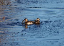 Poot terug voor je vis!