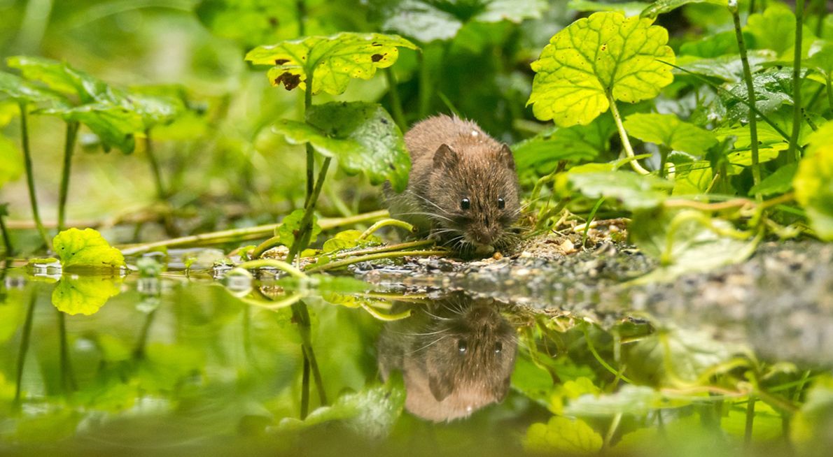 Rosse woelmuis / Hans Peeters