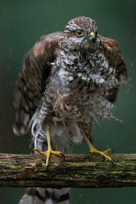 Lekker uitschudden...