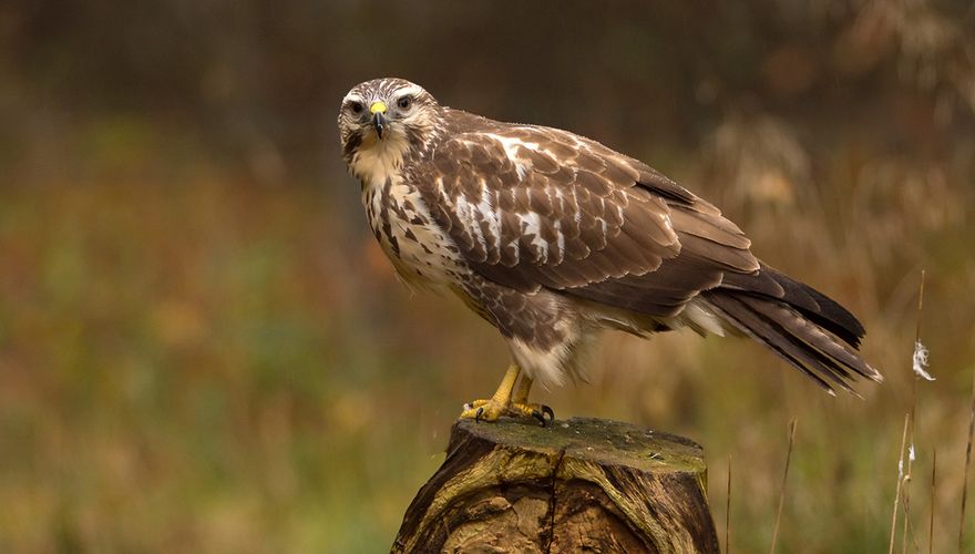 Buizerd / Hans Peeters