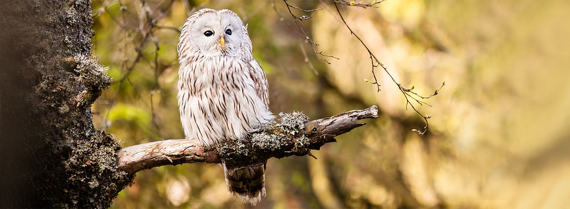 Oeraluil / Shutterstock