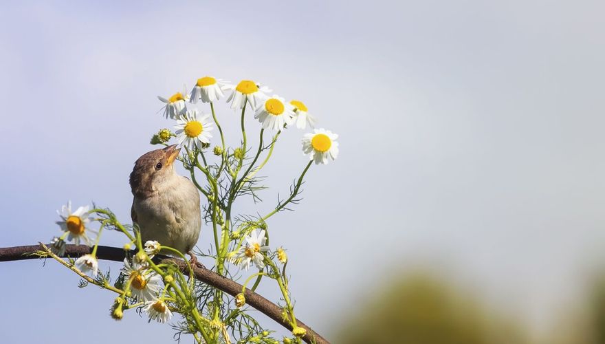 Huismus eet kamille / Shutterstock