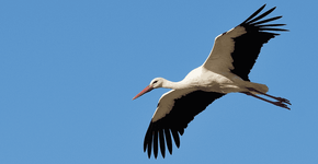 Ooievaar / Nicole de Wal, Fotogalerij