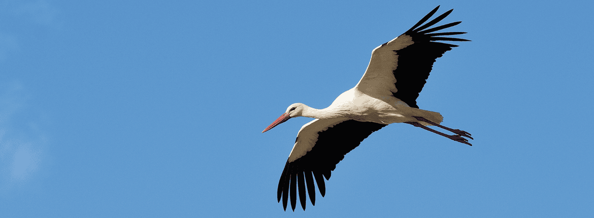 Ooievaar / Nicole de Wal, Fotogalerij