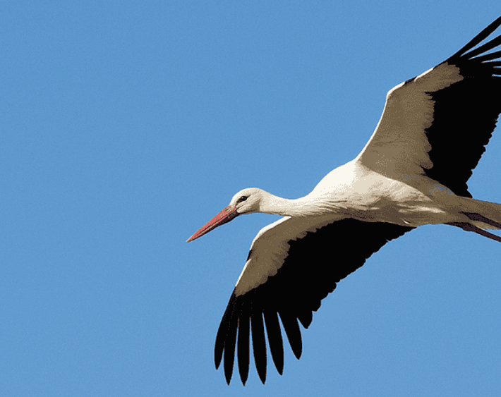 Ooievaar / Nicole de Wal, Fotogalerij