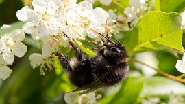 Vuurdoorn en hommel / Flickr