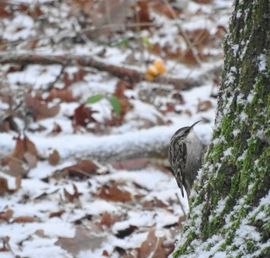 Boomkruiper in winters landschap