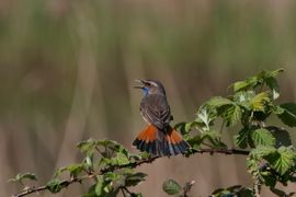 Zit m'n staart goed, dames?